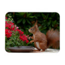 Recherche de fleur rouge magnets Fleurs rouges