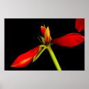 Recherche de amaryllis posters Vert