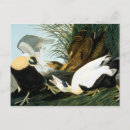 Recherche de eider posters Canard