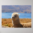 Recherche de alpaca posters Nature