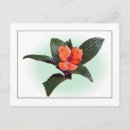 Recherche de saumon cartes postales Botanique