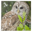 Recherche de hibou carreaux Dehors