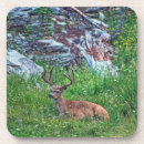 Recherche de buck dessous de verres Animal