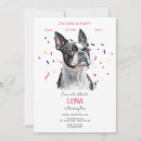 Recherche de boston terrier invitations Animaux de compagnie