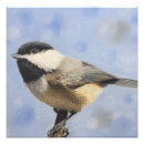 Recherche de chickadee art Faune