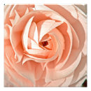 Recherche de ranunculus posters Romantique