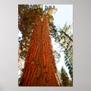 Recherche de séquoia géant posters Arbres