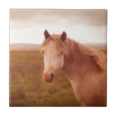 Recherche de beau cheval carreaux Sauvage