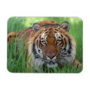 Recherche de de tigre magnets Maison