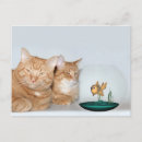 Recherche de qualité cartes postales Chat