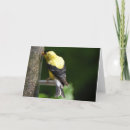 Zoek naar distelvink briefkaarten Het wild