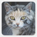 Recherche de calicot autocollants Chats
