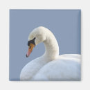 Recherche de olor de cygnus Oiseau