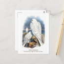 Zoek naar valken briefkaarten Dieren