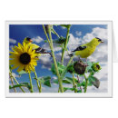 Recherche de chardonneret cartes postales Sauvage