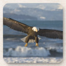 Recherche de aigle dessous de verres Faune sauvage
