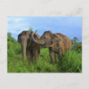 Zoek naar aziatische olifant briefkaarten Dier