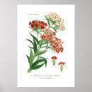 Zoek naar dianthus posters Zoete william