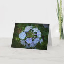Zoek naar flox kaarten Tuin