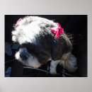 Recherche de shih tzu chien art Animaux