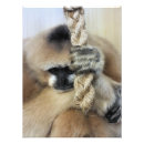 Zoek naar larven posters Gibbon