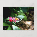 Recherche de papillon orange cartes postales Photographie