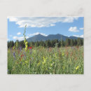Recherche de flagstaff cartes postales Fleurs sauvages