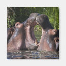 Recherche de combat magnets Faune