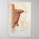 Recherche de anatomie musculaire Vintage