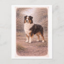 Recherche de le berger australien cartes postales Animal de compagnie