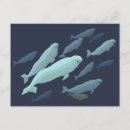 Zoek naar whale briefkaarten Canada