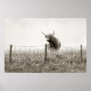 Recherche de vache écossaise posters Animaux