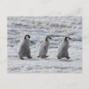 Recherche de péninsule antarctique cartes postales Neige