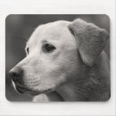 Recherche de labrador jaune tapis souris Chiot