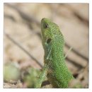 Recherche de lézard carreaux Animal