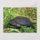 Recherche de turtle cartes postales Wildlife