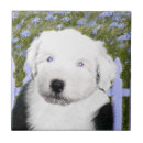 Recherche de chien moutons carreaux Chiot