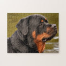 Recherche de chien rottweiler puzzles Chiot
