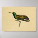 Recherche de oiseau orange posters Turquoise