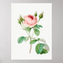 Recherche de redouté posters Botanique