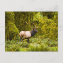 Recherche de mâles cartes postales Bois de cerf