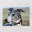 Zoek naar windhonden briefkaarten Sighthound