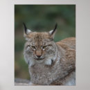 Recherche de eurasien posters Lynx