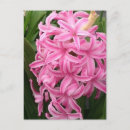 Zoek naar hyacint briefkaarten Roze