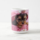Recherche de chiot de terrier de yorkshire Rose