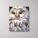 Recherche de owl paintings toiles Chouette