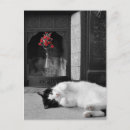 Recherche de éclaboussure cartes postales Chat