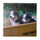 Recherche de chien de berger carreaux Canine