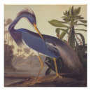 Zoek naar louisiana heron posters Kunst