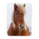Zoek naar ijslandse paarden magneten Equus caballus